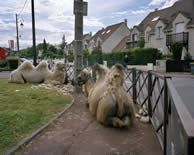 © Olivia Arthur / Magnum Photos pour l'Atelier International du Grand Paris © Olivia Arthur / Magnum Photos pour l'Atelier International du Grand Paris